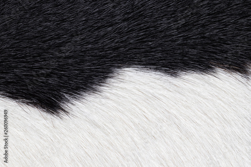 Fototapeta Naklejka Na Ścianę i Meble -  Closeup of black and white fur cow leather texture background. Macro of cow skin.