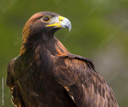 Golden eagle portrait