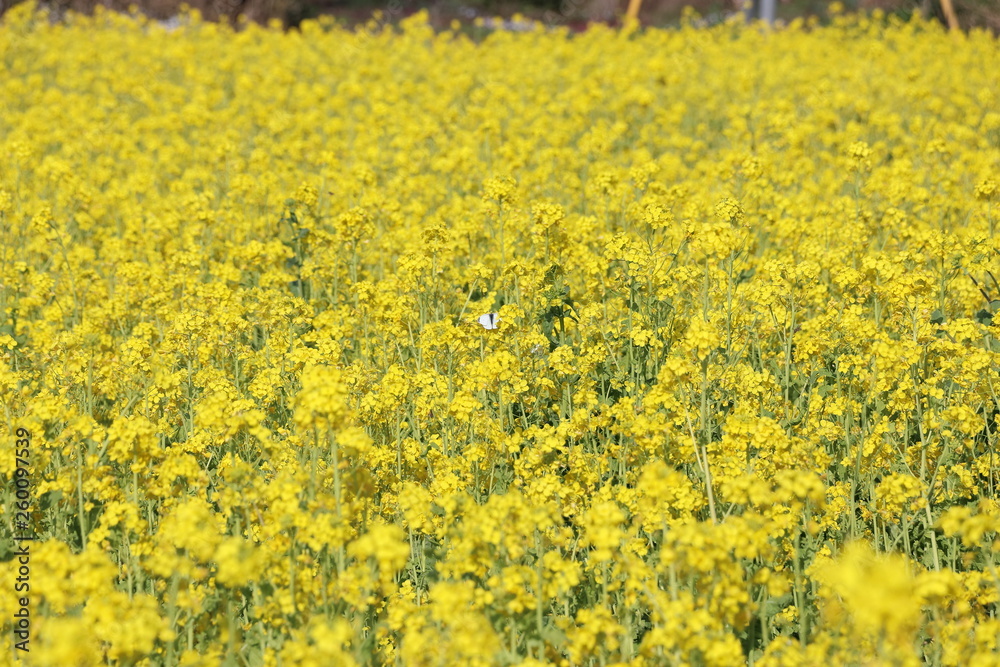 菜の花と蝶 菜の花と蝶