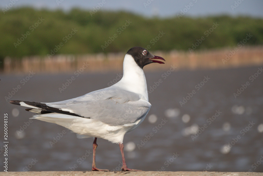 Seagull standing on a concrete with the sea background.