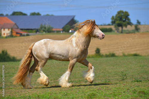 Cremello pinto Irish cob stallion runs in trot through field in summer. Horizontal, side view, in motion. photo