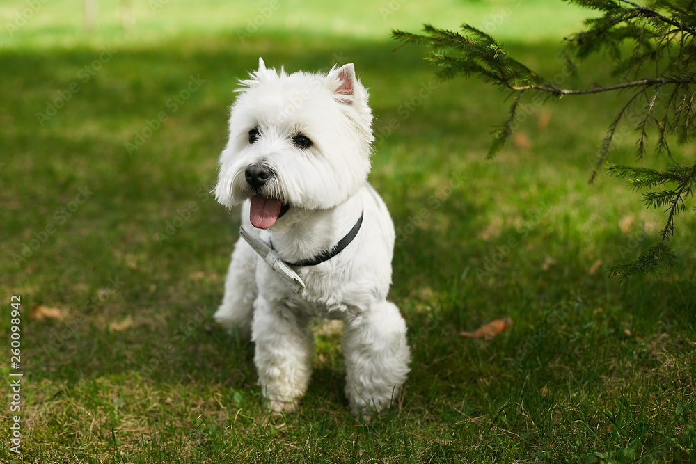 Cute white scottish terrier in bow tie posing on the green grass at sunny summer day
