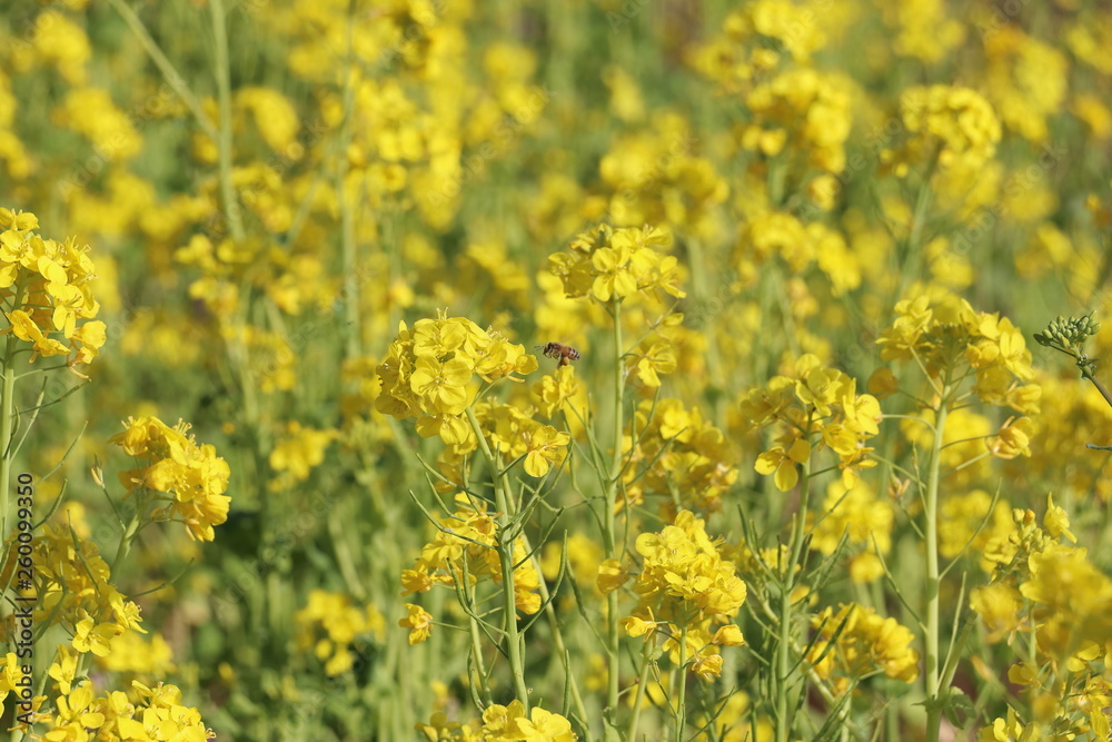 菜の花 菜の花
