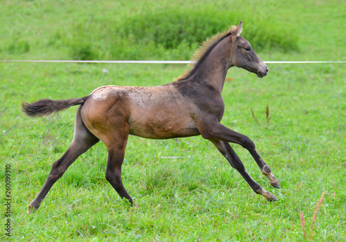 Akhal Teke foal gallopig in the field. Horizontal, side view, in motion.