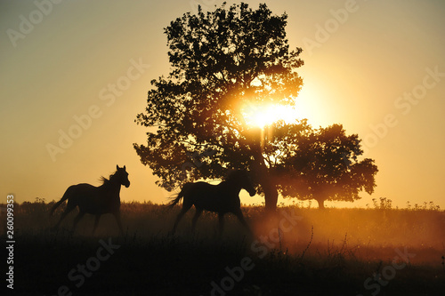 Natural silhouettes of two horses running in the sunset. Horizontal  in motion.