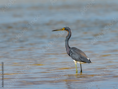 Tricolored Heron Foraging on the Pond