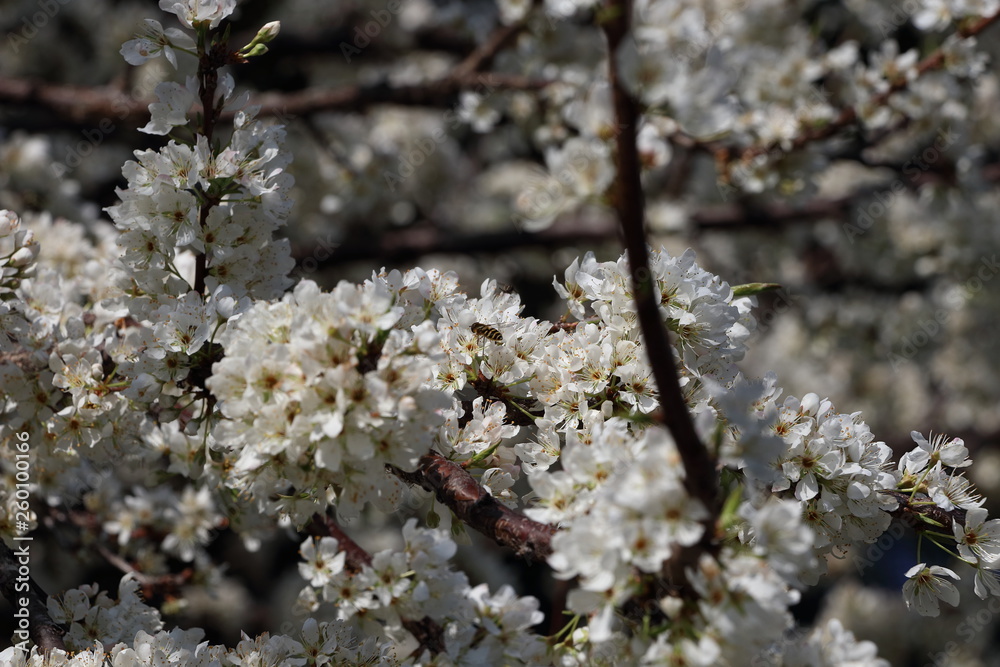 平成最後の桜