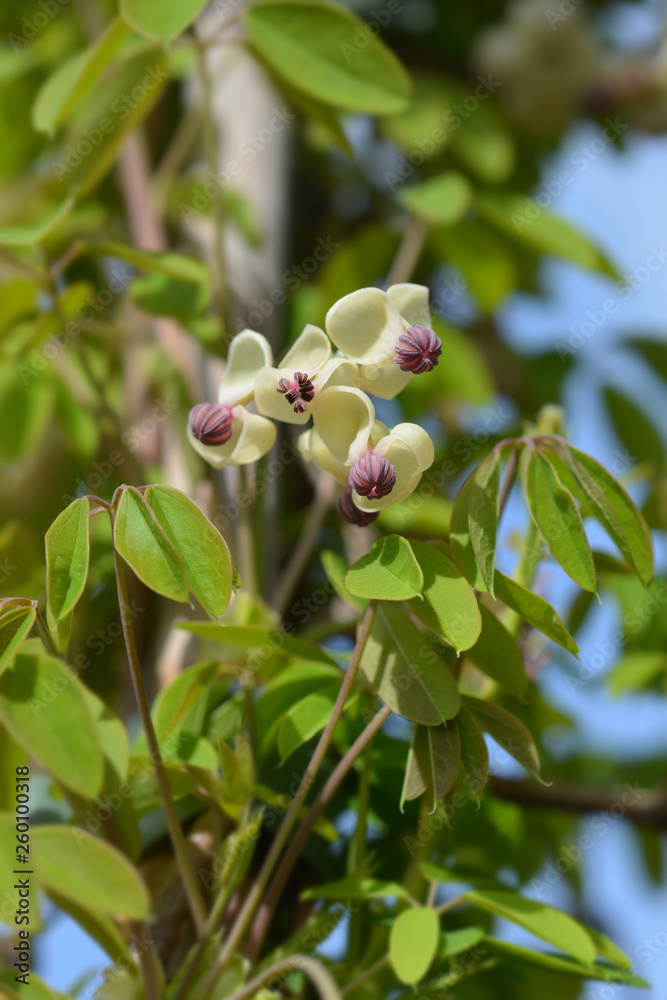 Fototapeta premium Five-leaf akebia Silver Bells