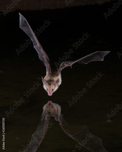Night photograph of Bat from Arizona desert
