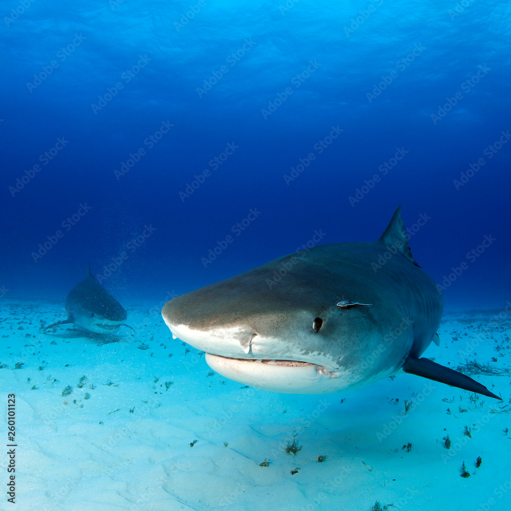Naklejka premium Tiger Sharks Approaching over Sand Bottom, One very close. Tiger Beach, Bahamas