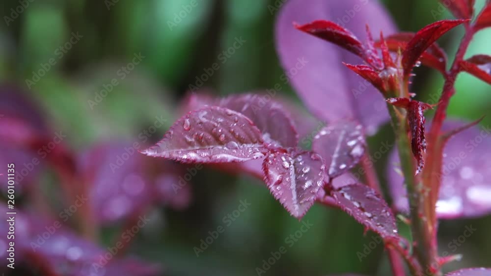 Small Leaves of a growing rose with raindrops Small Leaves of a growing rose with raindrops