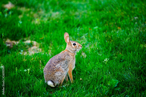 rabbit in the grass © Yikang