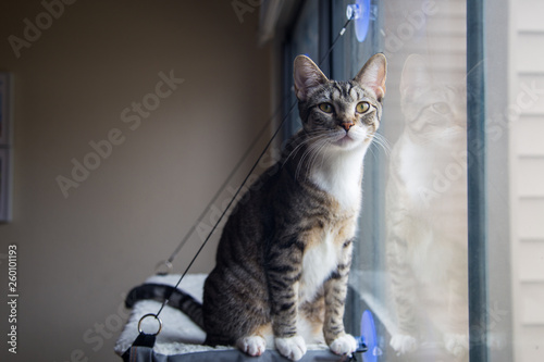 cat looking cute