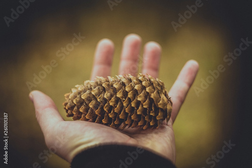 Pine cone in hand