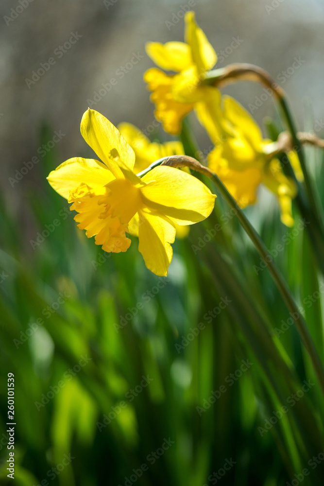 Blooming spring flowers daffodils in early spring garden - selective focus, copy space, vertical orientation Blooming spring flowers daffodils in early spring garden - selective focus, copy space, vertical orientation