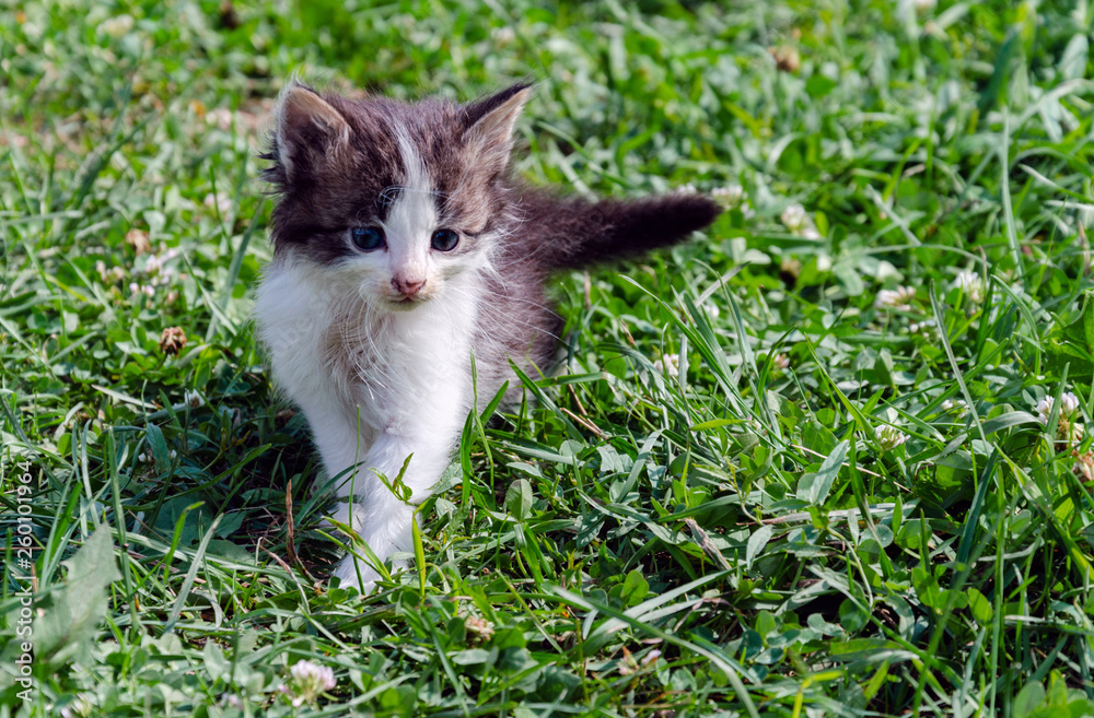 kitten  on the green grass.
