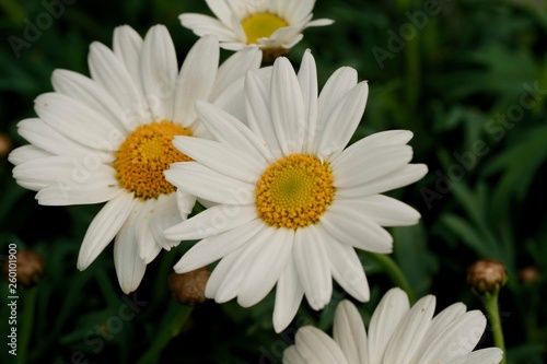 white and yellow daisy