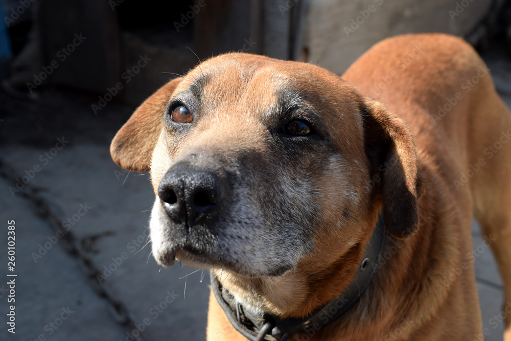 Cute pet looking at the camera. Beautiful red dog Cute pet looking at the camera. Beautiful red dog