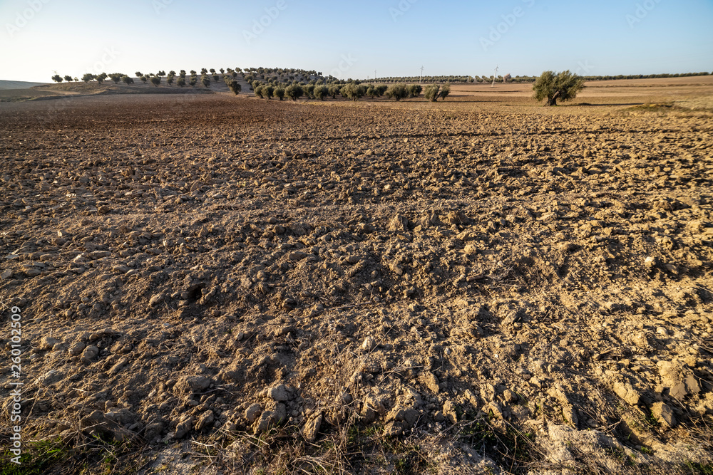 Rastrojo y olivos en los campos de Pinto. Madrid. España. Europa. Rastrojo y olivos en los campos de Pinto. Madrid. España. Europa.