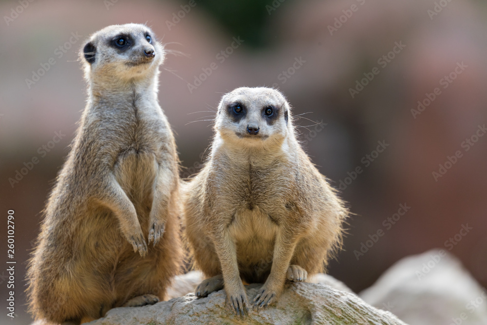 Fototapeta premium meerkat on guard