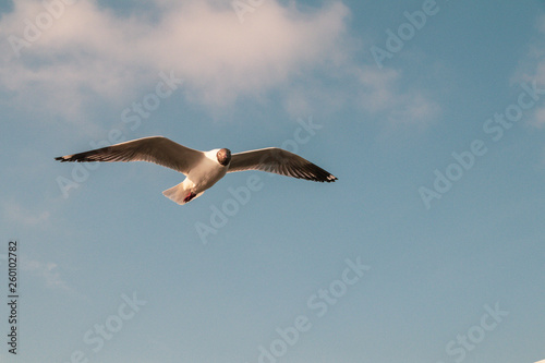 Close up Seagull flying in the air and sky background.Freedom seagull expand wings in the sky. © alohapatty