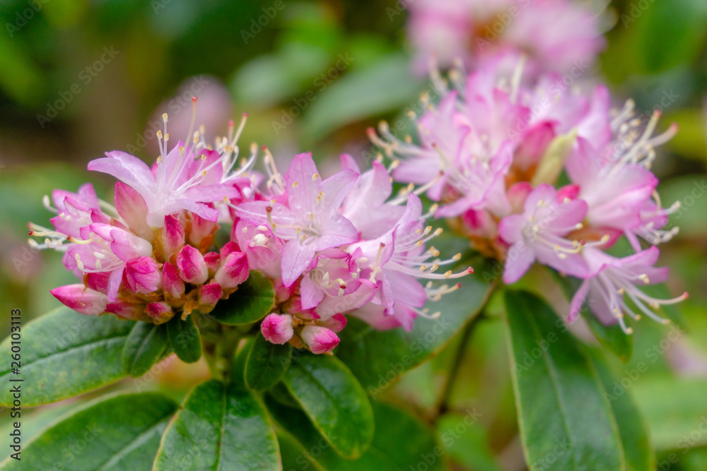 Kleinwüchsiger pinker Rhododendron Lepidote im April. Blühender Strauch mit kleinwüchsigem Rhododendron im Frühling. Pinker Rhododendron. Kleinwüchsiger pinker Rhododendron Lepidote im April. Blühender Strauch mit kleinwüchsigem Rhododendron im Frühling. Pinker Rhododendron.