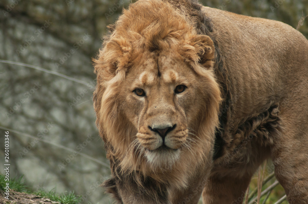 portrait of lion watching camera