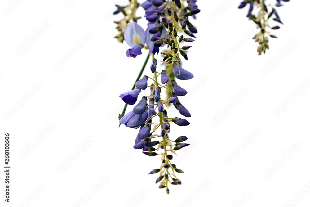 bunch of lavender flowers isolated on white