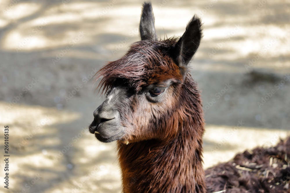 Obraz premium Portrait of domesticated Alpaca (Vicugna pacos) species of South American camelid