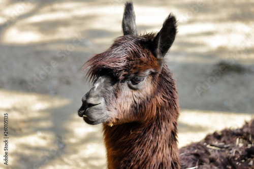 Portrait of  domesticated Alpaca (Vicugna pacos) species of South American camelid