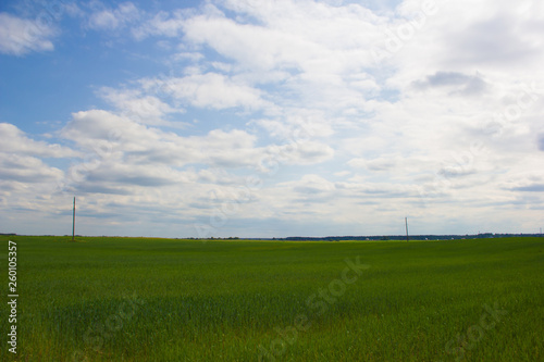 Summer landscape in the field. Green grass field and blue sky with clouds.