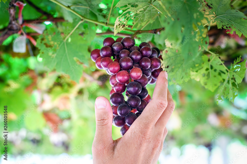 Ripe Red Grapes in Farmers hand in vineyard