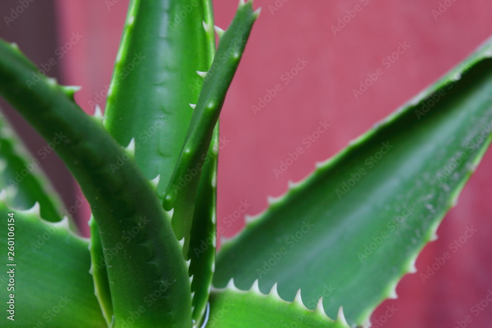 Aloe vera primer plano Aloe vera primer plano