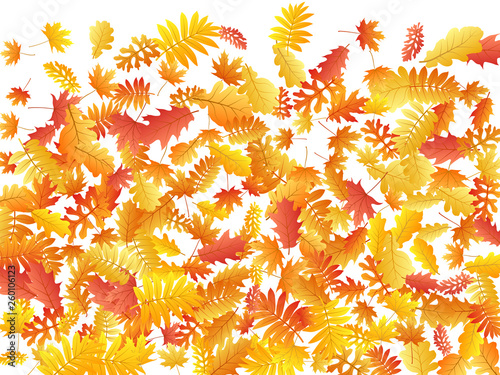Oak, maple, wild ash rowan leaves vector, autumn foliage on white background.