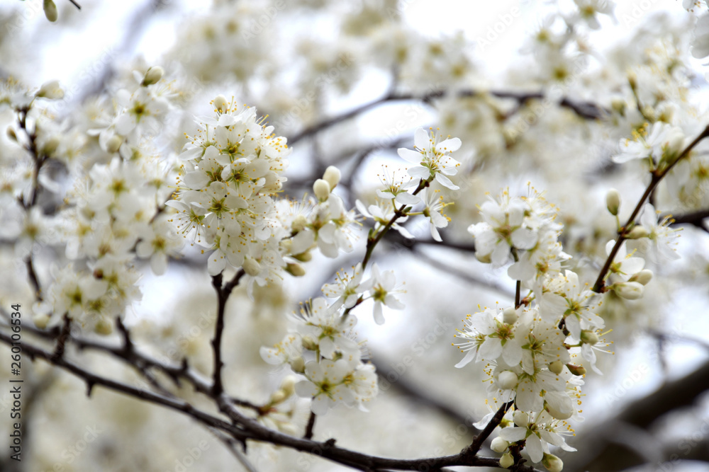 white flowers in spring on branch