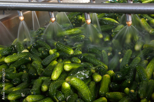 Working process of the production of cucumbers on cannery. Washing in water before preservation. Movement on the conveyor.