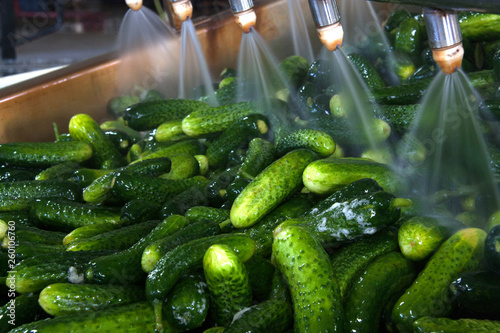 Working process of the production of cucumbers on cannery. Washing in water before preservation. Movement on the conveyor.