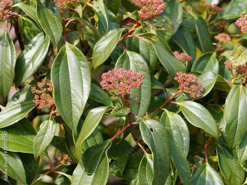 Slika na platnu Viburnum cinnamomifolium - Viorne à feuilles de camphrier ou viorne à feuilles d