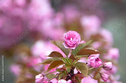 fresh spring pink japanese cherry blossom
