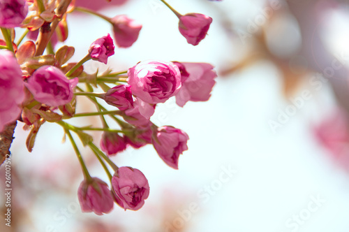 fresh spring pink japanese cherry blossom