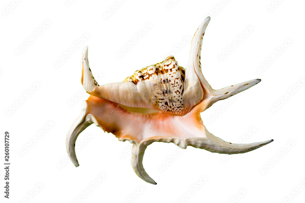 Large beautiful sea shell isolated on white background Large beautiful sea shell isolated on white background