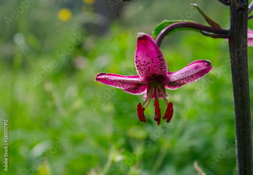 Martagon Lily or Turk s-cap  Lilium martagon 
