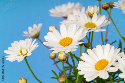daisy flowers blooming in spring