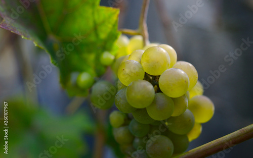 A closeup photograph of white chasselas grapes.