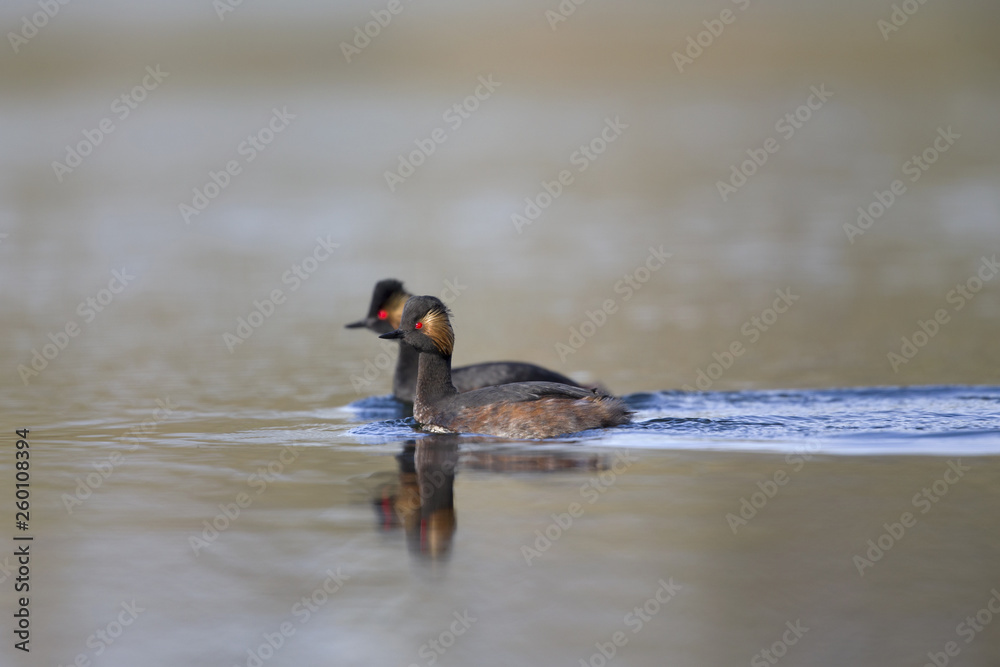 black-necked grebes (Podiceps nigricollis) swimming in a pond in a city in the Netherlands. Swimming as a couple together with warm background colours. black-necked grebes (Podiceps nigricollis) swimming in a pond in a city in the Netherlands. Swimming as a couple together with warm background colours.
