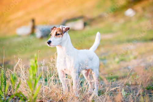 Jack Russell Terrier dog standing, posing in nature, outdoors, park at sunset	