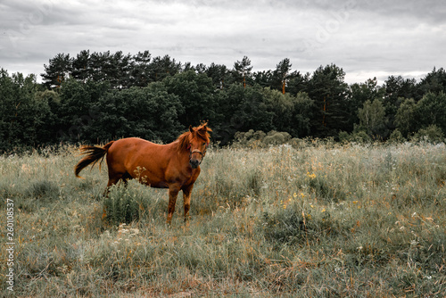 brown horse in green field