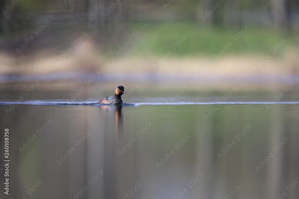 black-necked grebes (Podiceps nigricollis) swimming in a pond in a city in the Netherlands. Swimming alone with warm background colours.