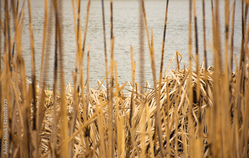 Fototapeta premium Lake