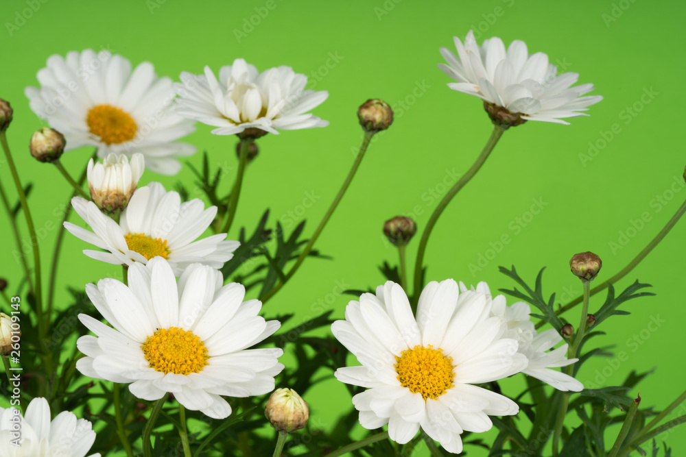 daisy flowers blooming in spring daisy flowers blooming in spring